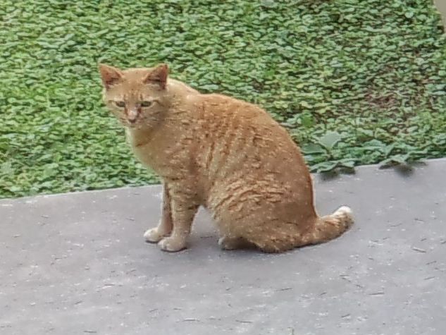 筑波大学附属高校